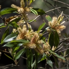 Buckinghamia celsissima (Ivory Curl Tree) at Wollondilly Local Government Area - 27 Oct 2022 by Aussiegall