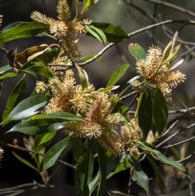 Buckinghamia celsissima (Ivory Curl Tree) at Wollondilly Local Government Area - 27 Oct 2022 by Aussiegall