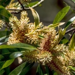 Buckinghamia celsissima at suppressed - suppressed