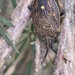 Poecilometis strigatus (Gum Tree Shield Bug) at Sweeney's TSR - 29 Oct 2022 by JaneR