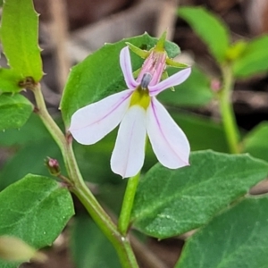 Lobelia purpurascens at Nambucca Heads, NSW - 30 Oct 2022