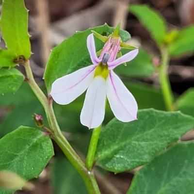 Lobelia purpurascens (White Root) at Nambucca Heads, NSW - 29 Oct 2022 by trevorpreston