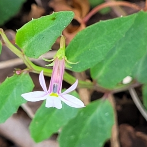 Lobelia purpurascens at Nambucca Heads, NSW - 30 Oct 2022