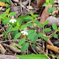 Lobelia purpurascens at Nambucca Heads, NSW - 30 Oct 2022