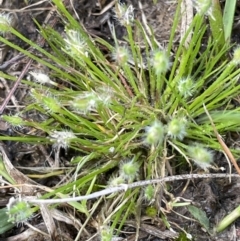 Centrolepis strigosa (Hairy Centrolepis) at Lake George, NSW - 29 Oct 2022 by JaneR