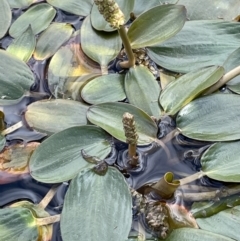 Potamogeton cheesemanii (Pondweed) at Lake George, NSW - 29 Oct 2022 by JaneR