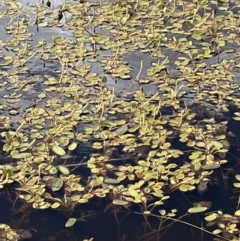 Potamogeton cheesemanii at Lake George, NSW - 29 Oct 2022 04:25 PM