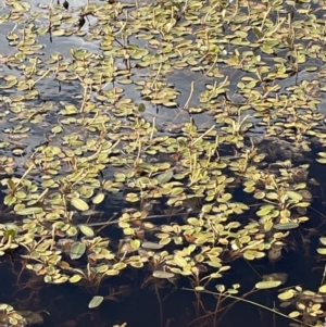 Potamogeton cheesemanii at Lake George, NSW - 29 Oct 2022