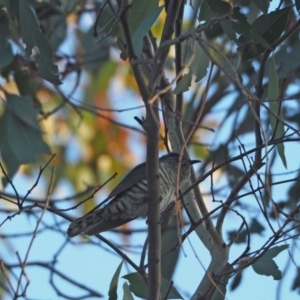 Chrysococcyx lucidus at Coree, ACT - 30 Oct 2022