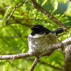 Rhipidura leucophrys (Willie Wagtail) at Commonwealth & Kings Parks - 29 Oct 2022 by pjpiper