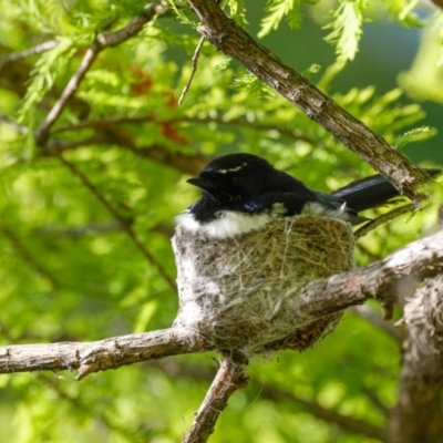 Rhipidura leucophrys (Willie Wagtail) at Mount Ainslie to Black Mountain - 29 Oct 2022 by pjpiper