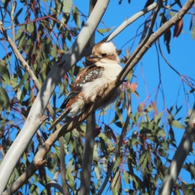 Dacelo novaeguineae (Laughing Kookaburra) at Strathnairn, ACT - 30 Oct 2022 by wombey