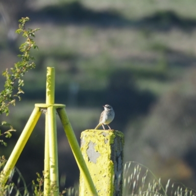 Anthus australis (Australian Pipit) at Coree, ACT - 30 Oct 2022 by wombey