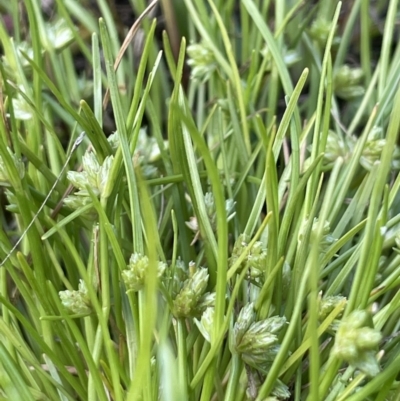 Isolepis gaudichaudiana (Benambra Club-sedge) at Lake George, NSW - 29 Oct 2022 by JaneR