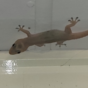 Hemidactylus frenatus at Nambucca Heads, NSW - 29 Oct 2022 08:02 PM
