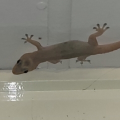 Hemidactylus frenatus (Asian House Gecko) at Nambucca Heads, NSW - 29 Oct 2022 by trevorpreston