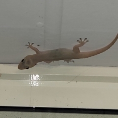 Hemidactylus frenatus at Nambucca Heads, NSW - 29 Oct 2022 08:02 PM