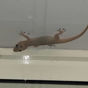 Hemidactylus frenatus at Nambucca Heads, NSW - 29 Oct 2022