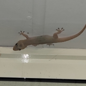 Hemidactylus frenatus at Nambucca Heads, NSW - 29 Oct 2022 08:02 PM