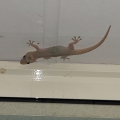 Hemidactylus frenatus at Nambucca Heads, NSW - 29 Oct 2022 08:02 PM