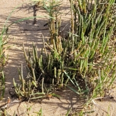 Salicornia quinqueflora at Urunga, NSW - 29 Oct 2022