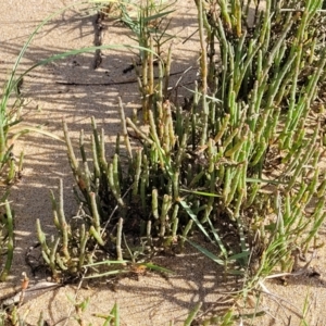 Salicornia quinqueflora at Urunga, NSW - 29 Oct 2022 04:21 PM