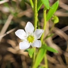 Samolus repens (Creeping Brookweed) at Urunga, NSW - 29 Oct 2022 by trevorpreston