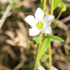 Samolus repens at Urunga, NSW - 29 Oct 2022