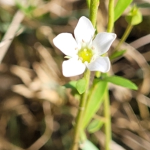 Samolus repens at Urunga, NSW - 29 Oct 2022