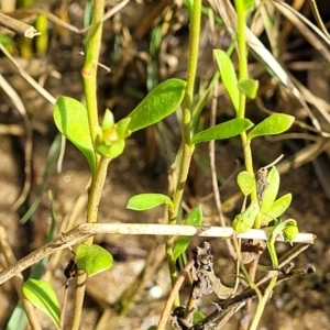 Samolus repens at Urunga, NSW - 29 Oct 2022