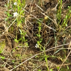 Samolus repens at Urunga, NSW - 29 Oct 2022