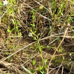 Samolus repens at Urunga, NSW - 29 Oct 2022