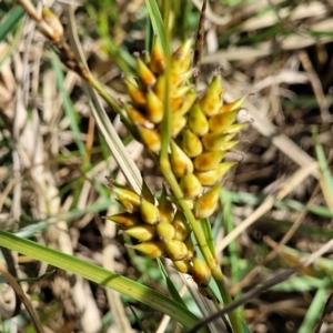 Carex pumila at Urunga, NSW - 29 Oct 2022
