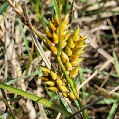 Carex pumila (Strand Sedge) at Urunga, NSW - 29 Oct 2022 by trevorpreston