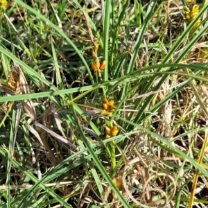 Carex pumila at Urunga, NSW - 29 Oct 2022