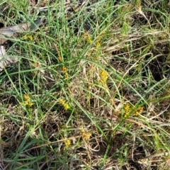 Carex pumila at Urunga, NSW - 29 Oct 2022