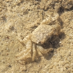 Unidentified Crab at Urunga, NSW - 29 Oct 2022 by trevorpreston