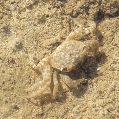 Unverified Crab at Urunga, NSW - 29 Oct 2022 by trevorpreston