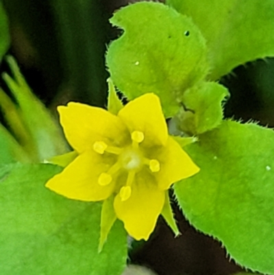 Lysimachia japonica at Nambucca Heads, NSW - 29 Oct 2022 by trevorpreston