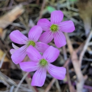 Oxalis debilis var. corymbosa at Nambucca Heads, NSW - 29 Oct 2022