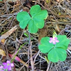 Oxalis debilis var. corymbosa at Nambucca Heads, NSW - 29 Oct 2022