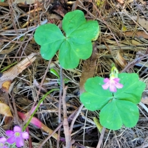 Oxalis debilis var. corymbosa at Nambucca Heads, NSW - 29 Oct 2022 01:38 PM