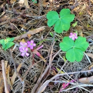 Oxalis debilis var. corymbosa at Nambucca Heads, NSW - 29 Oct 2022