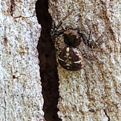 Unidentified Other hunting spider at Nambucca Heads, NSW - 29 Oct 2022 by trevorpreston