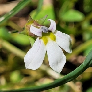 Lobelia purpurascens at Nambucca Heads, NSW - 29 Oct 2022