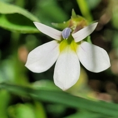 Lobelia purpurascens at Nambucca Heads, NSW - 29 Oct 2022