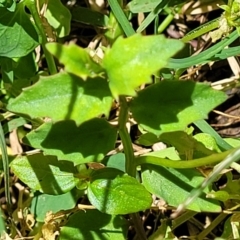 Lobelia purpurascens at Nambucca Heads, NSW - 29 Oct 2022