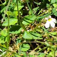 Lobelia purpurascens at Nambucca Heads, NSW - 29 Oct 2022 12:22 PM