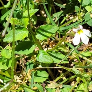 Lobelia purpurascens at Nambucca Heads, NSW - 29 Oct 2022