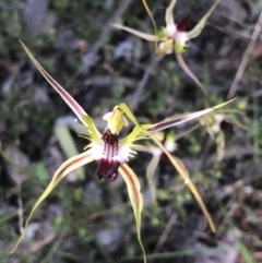 Caladenia atrovespa (Green-comb Spider Orchid) at Bruce Ridge to Gossan Hill - 29 Oct 2022 by goyenjudy